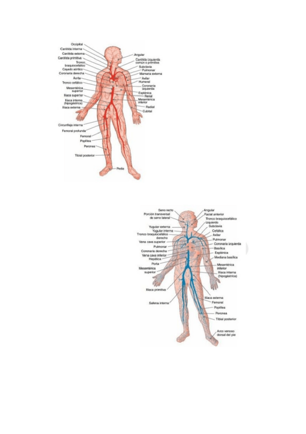 Miniatura del documento TEMA-APARATO-CIRCULATORIO.docx