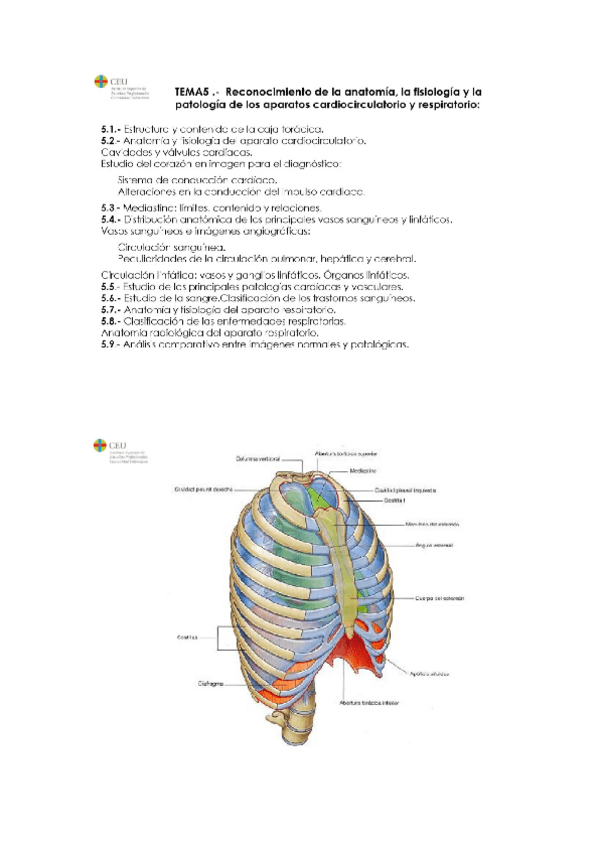 Miniatura del documento TEMA-5-ANATOMIA.docx