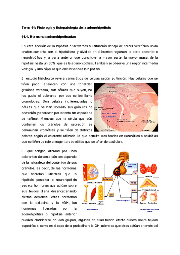 Miniatura del documento Tema-11-Fisiologia-y-fisiopatologia-de-la-adenohipofisis.pdf