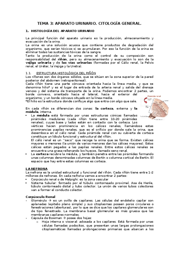 Miniatura del documento TEMA-3-urinario.docx