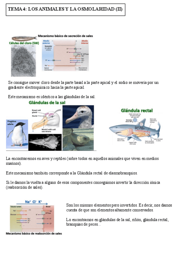 Miniatura del documento Tema-4.pdf