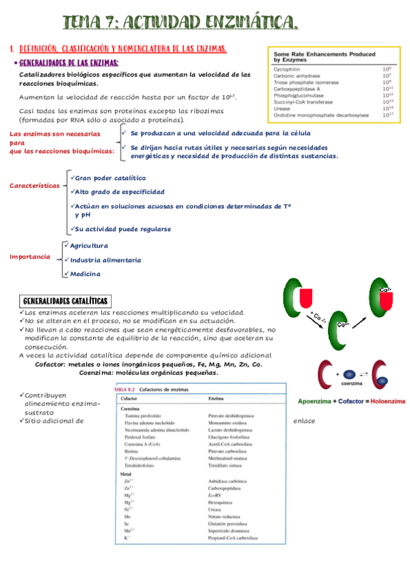 Miniatura del documento tema-7-ENZIMAS.pdf