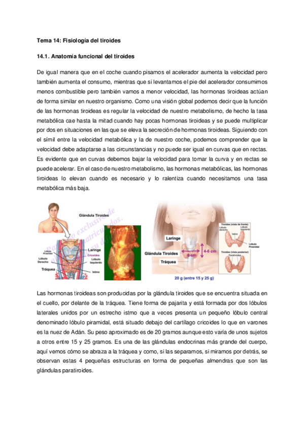 Miniatura del documento Tema-14-Fisiologia-del-tiroides.pdf