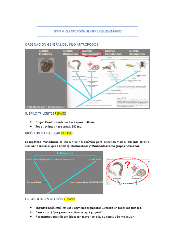 Miniatura del documento TEMA-6-CLASIFICACION-GENERAL-Y-QUELICERADOS.pdf