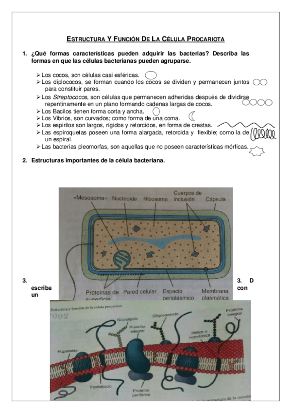 Miniatura del documento Estructura-Y-Funcion-De-La-Celula-Procariota.docx