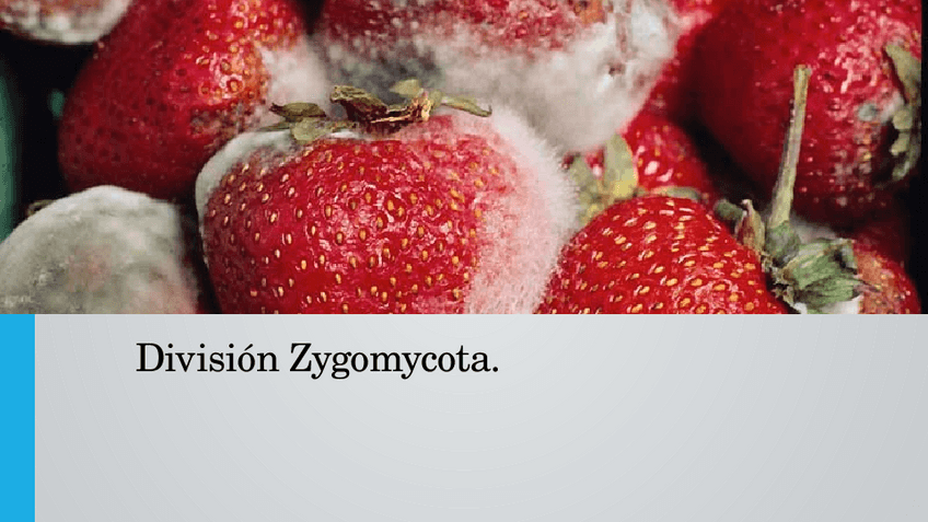 Miniatura del documento Phylum-Zygomycota.pptx