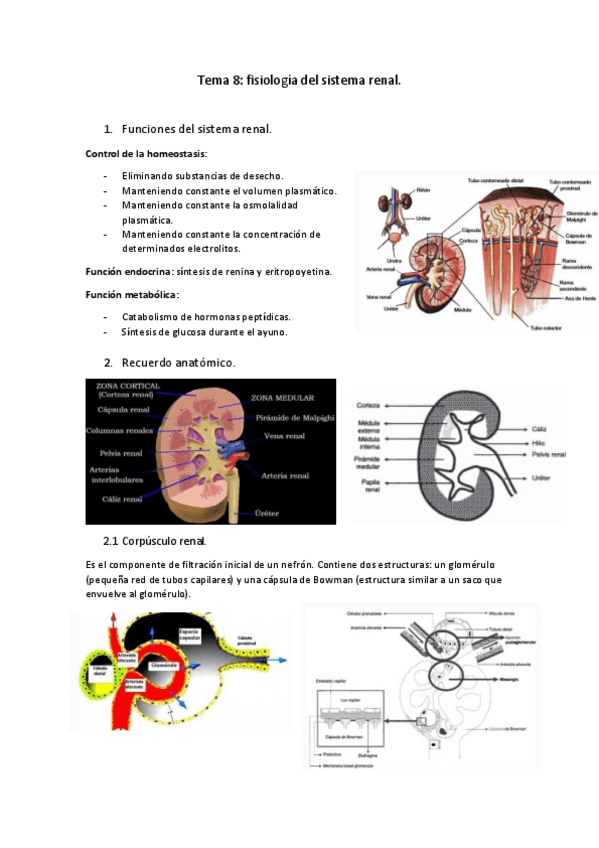 Miniatura del documento Tema-8-fisiologia-del-sistema-renal.pdf