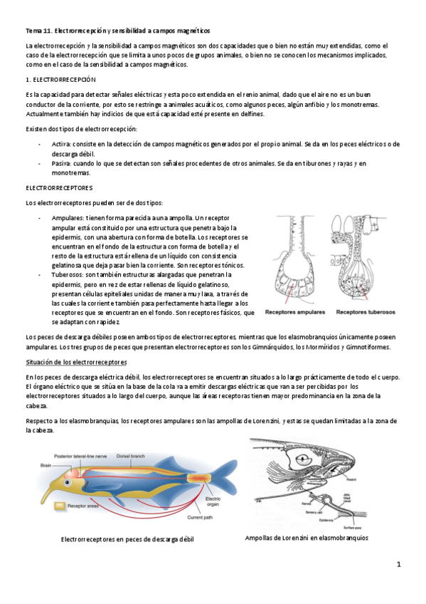 Miniatura del documento FAI-Tema-11.pdf