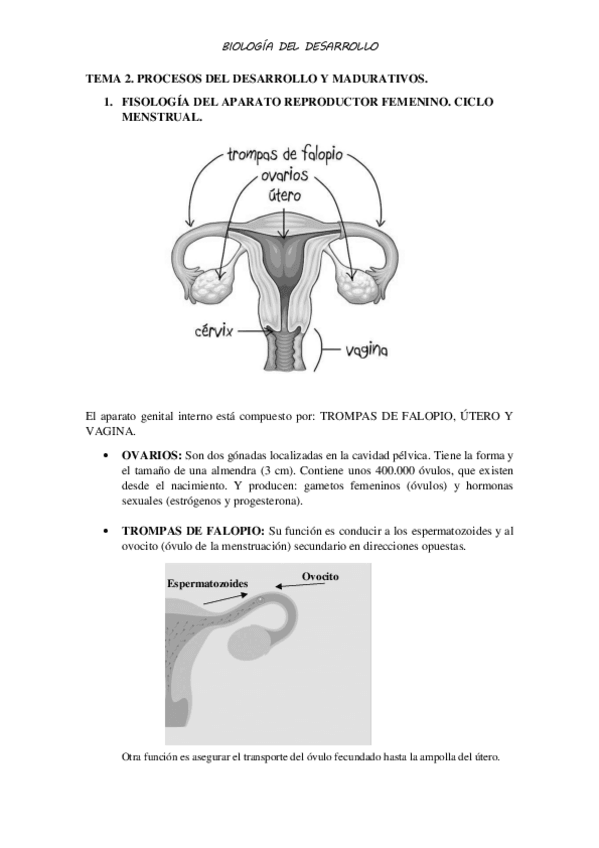 Miniatura del documento TEMA-2.pdf