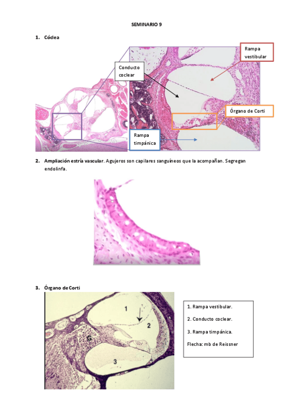 Miniatura del documento SEMINARIO-9.pdf