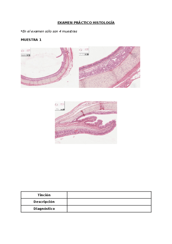 Miniatura del documento Examen-histologia-2.docx