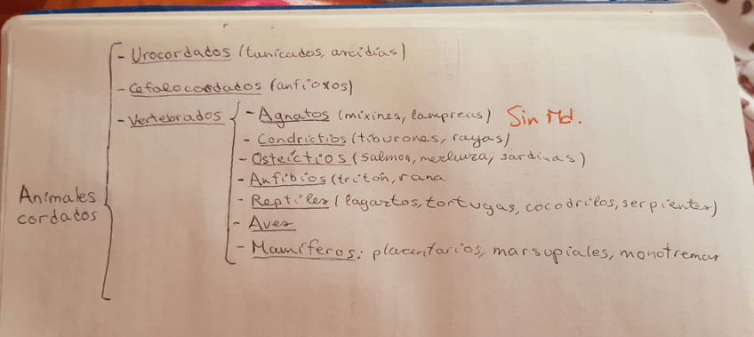 Miniatura del documento WhatsApp-Image-2021-01-27-at-9.jpg