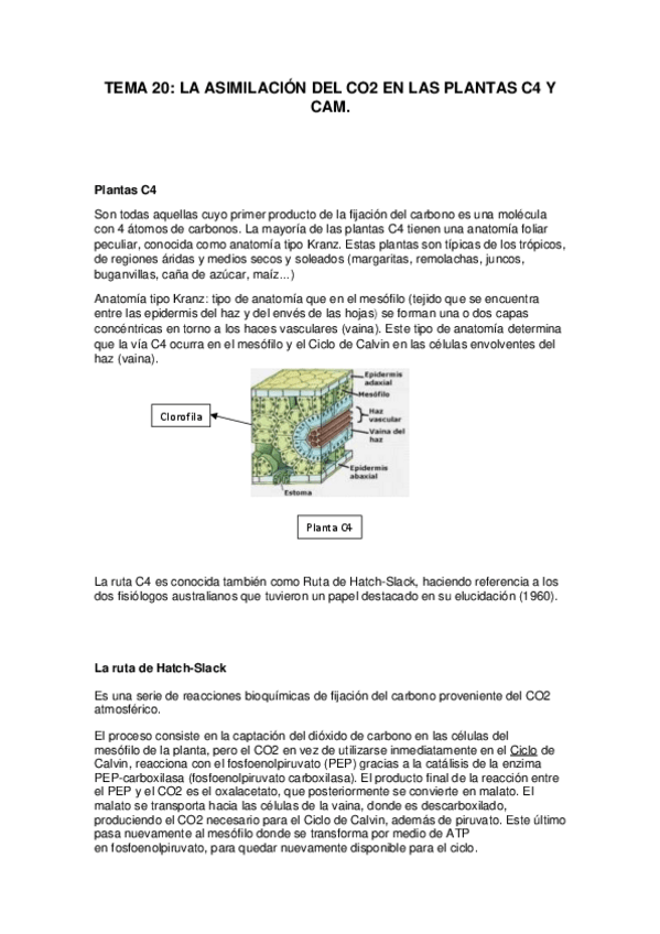 Miniatura del documento TEMA-20-final.pdf