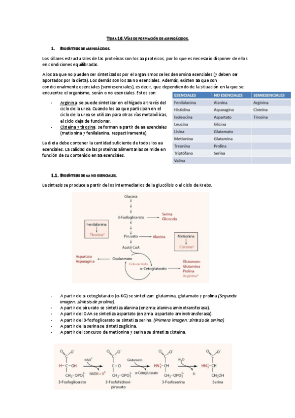 Miniatura del documento Tema 16. Vías de formación de aa.pdf
