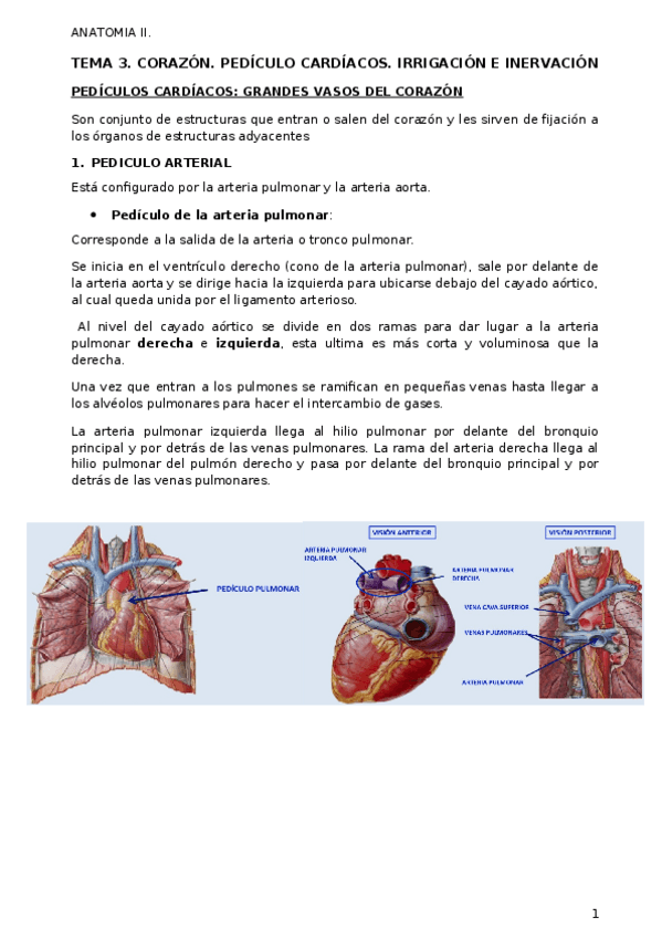 Miniatura del documento TEMA-3-CORAZON.docx
