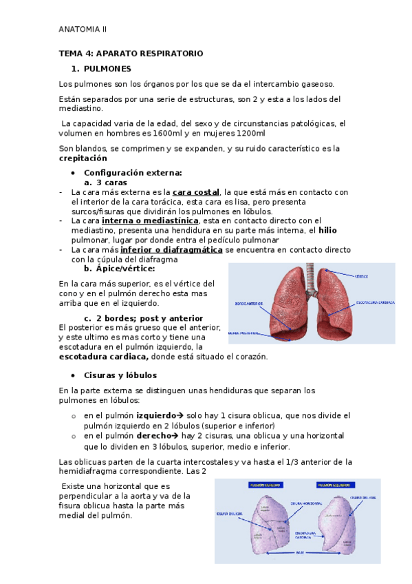 Miniatura del documento TEMA-4-AP-RESPIRATORIO.docx