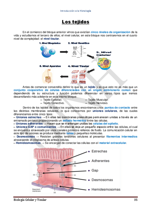 Miniatura del documento Bloque-IIHistologia.pdf
