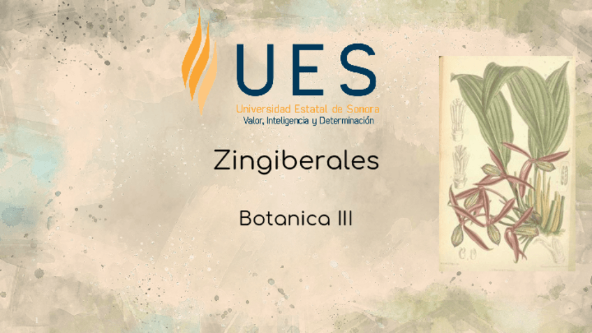Miniatura del documento Zingiberales.pdf
