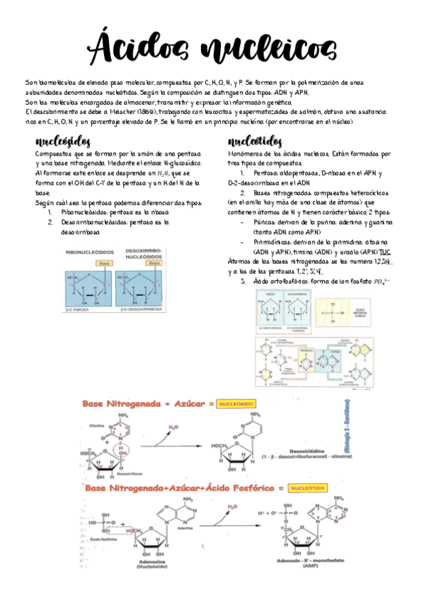 Miniatura del documento Acidos-nucleicos.pdf