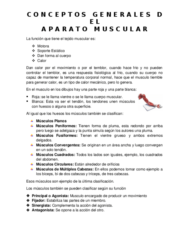 Miniatura del documento Conceptos-Basicos-del-Tejido-Muscular.docx