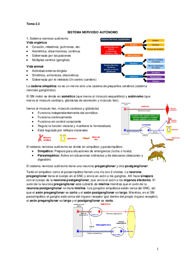 Miniatura del documento Tema 2.3 Sistema nervioso autonomo