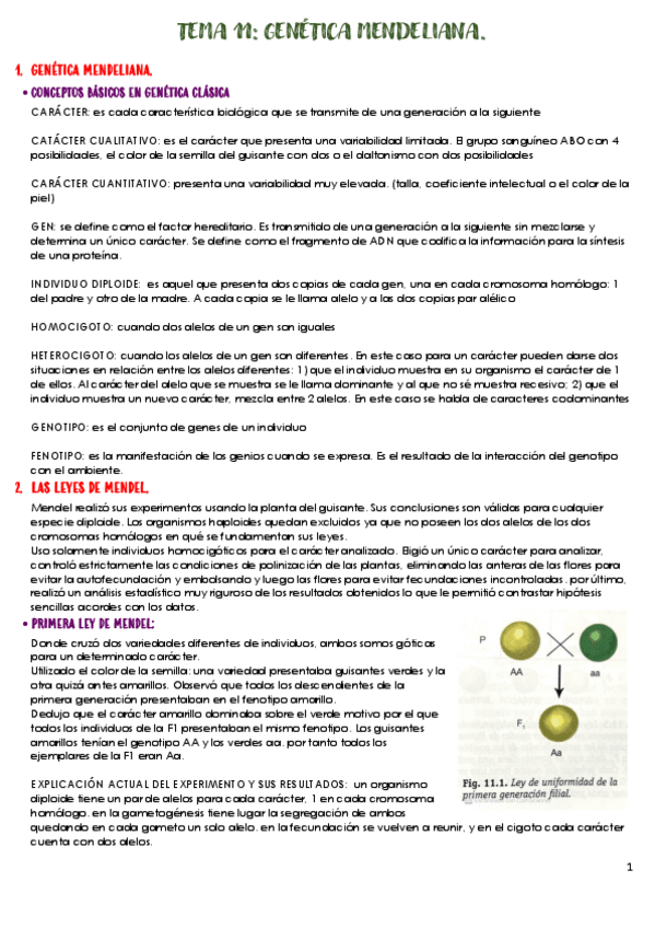 Miniatura del documento TEMA-11-GENETICA-MENDELIANA.pdf