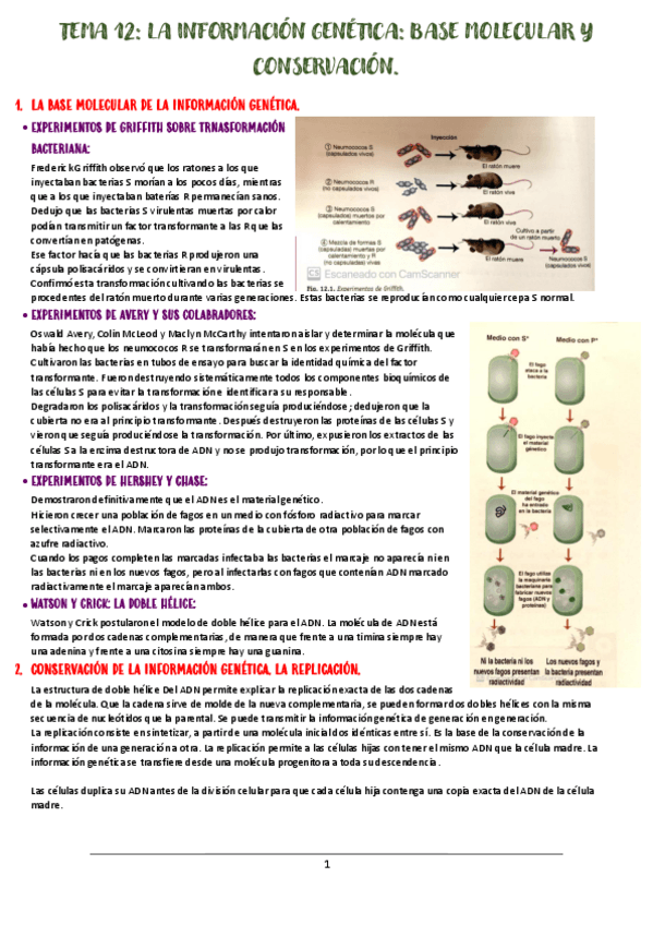 Miniatura del documento TEMA-12-LA-INFORMACION-GENETICA.pdf