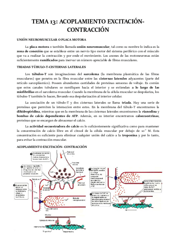 Miniatura del documento TEMA-13.pdf