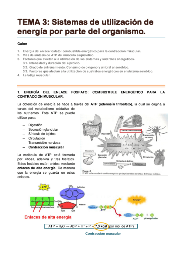 Miniatura del documento TEMA 3. Sistemas de utilización de energía por parte del organismo.pdf