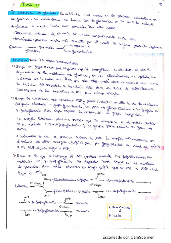 Miniatura del documento Tema-13-El-catabolismo.pdf