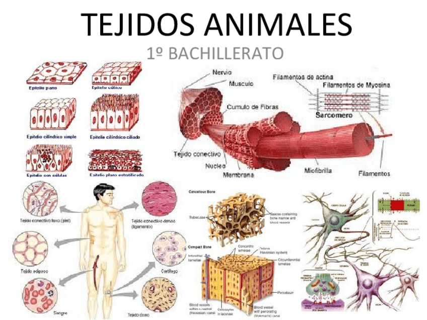 Miniatura del documento tejidosanimales.pdf