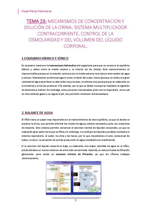 Miniatura del documento TEMA-23-MECANISMOS-DE-CONCENTRACION-Y-DILUCION-DE-LA-ORINA.pdf