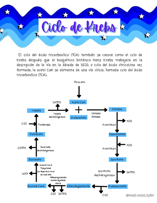 Miniatura del documento Ciclo-de-Krebs.pdf