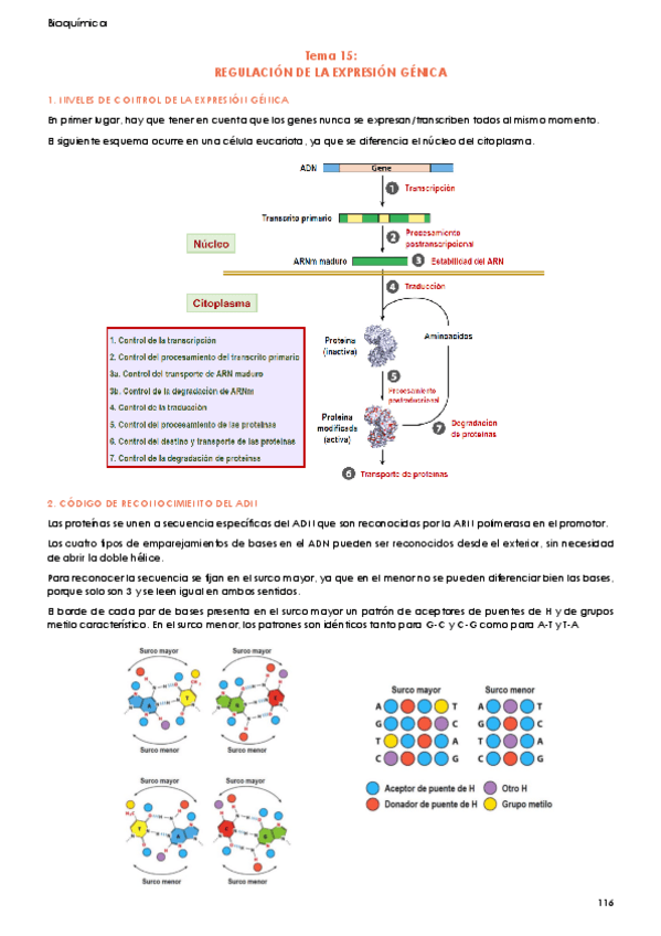 Miniatura del documento Tema-15-Bioquimica-Regulacion-de-la-expresion-genica.pdf