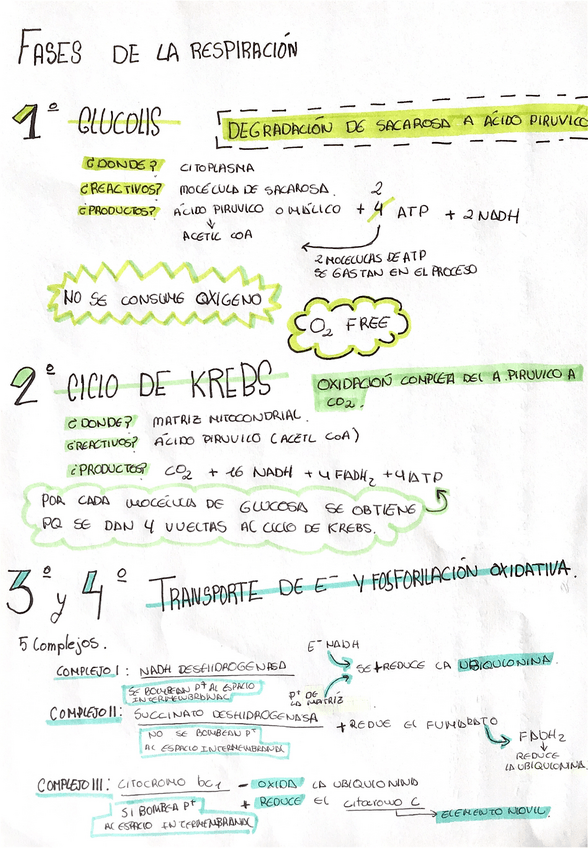 Miniatura del documento Resumen-fases-de-la-respiracion-celular-.pdf