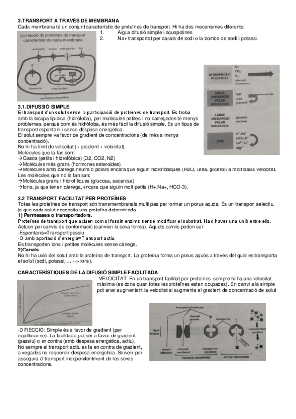 Miniatura del documento Tema-3-Cellular.pdf