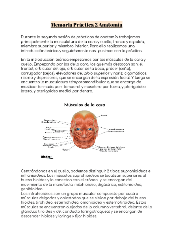 Miniatura del documento Memoria-Practica-2-Anatomia.docx