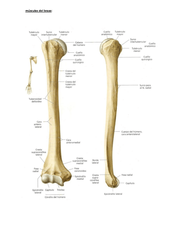 Miniatura del documento musculos-del-brazo.pdf