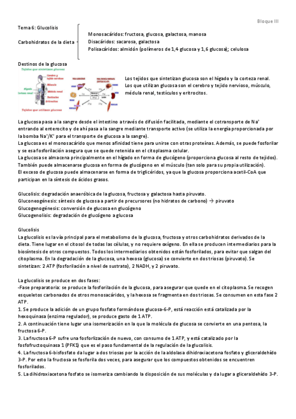 Miniatura del documento Tema 6 - Glucolisis.pdf
