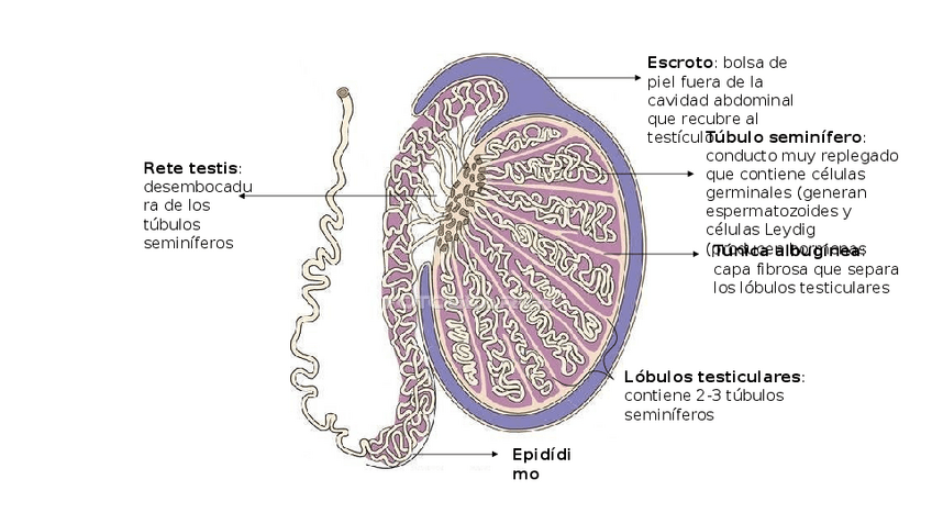 Miniatura del documento Presentacion1.pptx