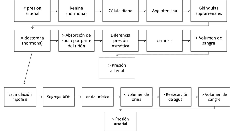 Miniatura del documento factores-renales-11-copia.jpg