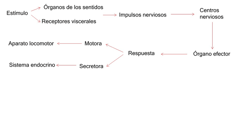 Miniatura del documento Actuacion-del-sistema-nervioso-funcion-de-relacion-Copiar1.jpg