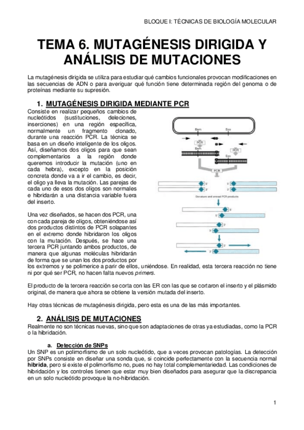 Miniatura del documento 6-MUTAGENESIS-DIRIGIDA-Y-ANALISIS-DE-MUTACIONES.pdf