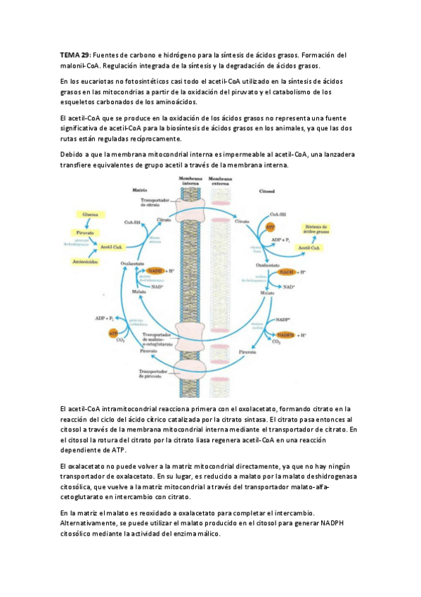 Miniatura del documento TEMA 29 BQ.pdf