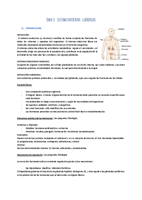 Miniatura del documento TEMA-11-SISTEMA-ENDOCRINO-GLANDULAS.pdf