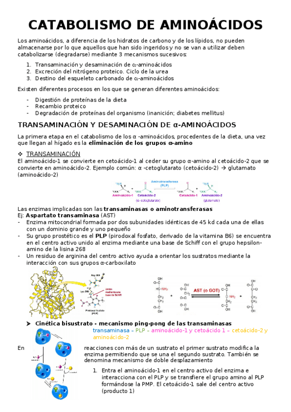 Miniatura del documento BQ-Paula-Rubia-AMINOACIDOS.docx