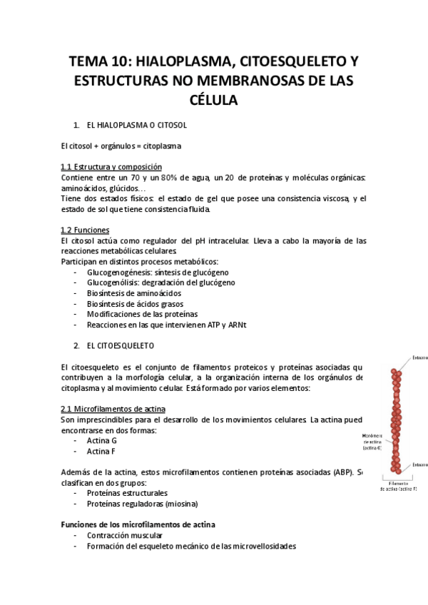 Miniatura del documento TEMA-10-hialoplasma-citoesqueleto.pdf
