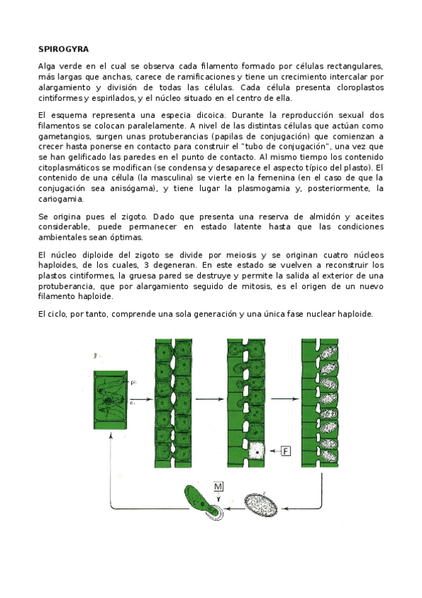 Miniatura del documento Ciclos biológicos.docx
