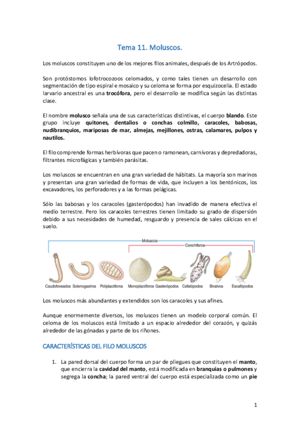 Miniatura del documento Tema 11. Moluscos.pdf