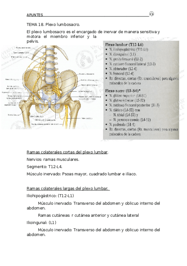 Miniatura del documento Apuntes Tema 17. Osteología pierna y muslo..docx